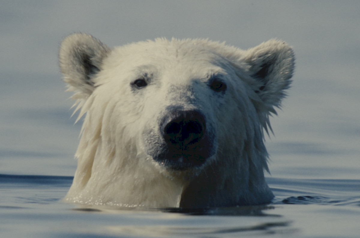 A polar bear's head emerges vertically from the water, staring motionless directly into the camera.